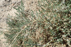 Amphithalea micrantha