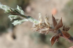 Amphithalea micrantha