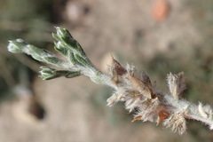 Amphithalea micrantha