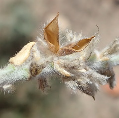 Amphithalea micrantha