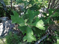 Tarchonanthus trilobus