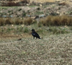 Corvus capensis capensis