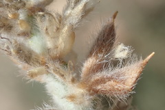 Amphithalea micrantha