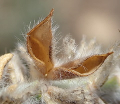 Amphithalea micrantha