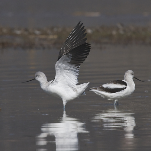 Avoceta Americana (Recurvirostra americana)