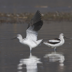 American Avocet photo 4