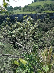 Tarchonanthus trilobus