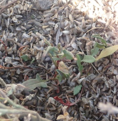 Amphithalea micrantha