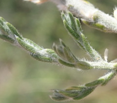 Amphithalea micrantha