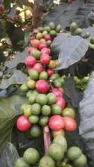 Coffea
