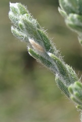 Amphithalea micrantha