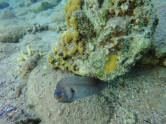 Gymnothorax nudivomer