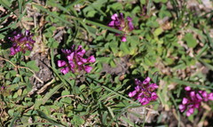 Trifolium burchellianum