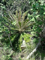 Encephalartos