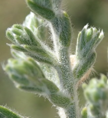 Amphithalea micrantha