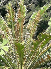 Encephalartos