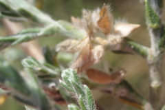 Amphithalea micrantha