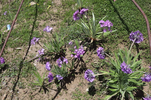 Primula macrophylla, photograph 2