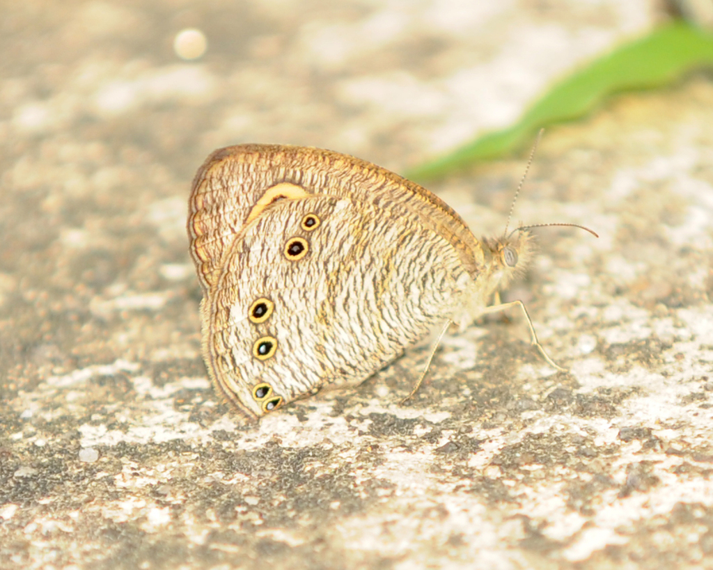 Common Five ring