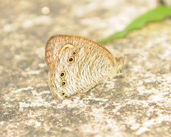 Ypthima horsfieldii humei