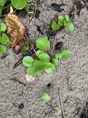 Ipomoea pes-caprae image