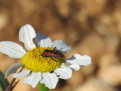 Calocoris nemoralis