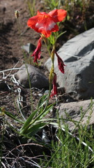 Gladiolus saundersii