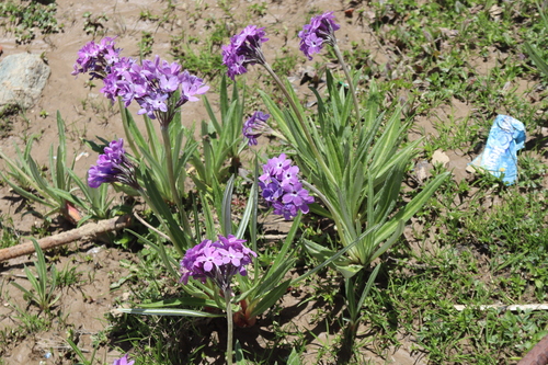 Primula macrophylla, photograph 1