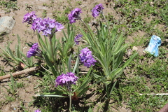 Primula macrophylla, photograph (c) Edmundas Greimas, some rights reserved (CC BY)