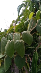 Dioscorea ovinala