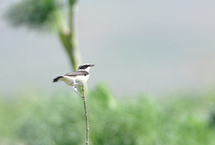 Oenanthe melanoleuca