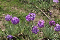 Primula macrophylla