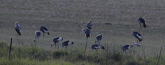 Balearica regulorum regulorum