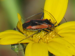 Calocoris nemoralis