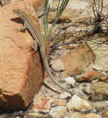 Pedioplanis burchelli