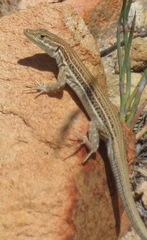 Pedioplanis burchelli