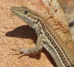 Pedioplanis burchelli