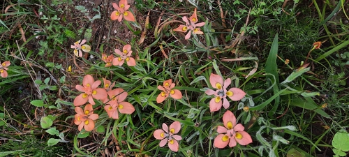 Image of Moraea papilionacea by (c) Karen Eichholz, some rights reserved (CC BY)