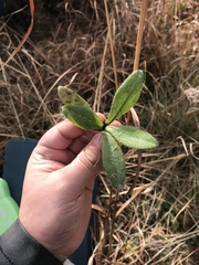 Helianthus heterophyllus