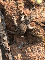 Sceloporus consobrinus