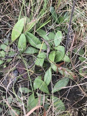Helianthus heterophyllus