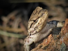 Sceloporus consobrinus