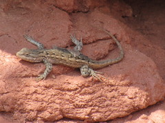 Sceloporus consobrinus
