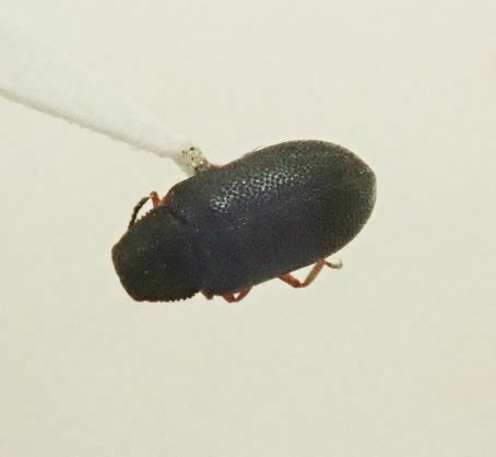iNaturalist observation photo of Water, Rove, Scarab, Long-horned, Leaf, and Snout Beetles