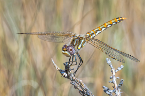 Variegated Meadowhawk photographed in Montana