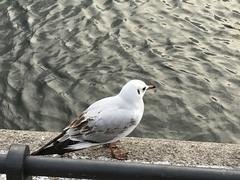 Chroicocephalus ridibundus