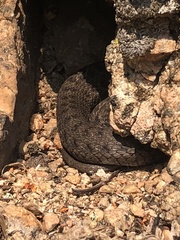 Thamnophis elegans vagrans