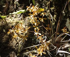 Encyclia candollei