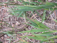Thamnophis elegans vagrans