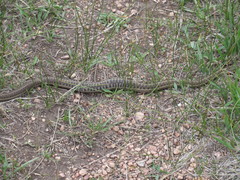 Thamnophis elegans vagrans